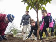 James Lanz, left, Nicki Eisfeldt, Addy Eisfeldt, 12, and Lynken Henke, 8, laugh while planting a magnolia tree in Vancouver’s Carter Park neighborhood as part of a Martin Luther King Jr. Day service project. Volunteers planted 40 trees along West 33rd Street.