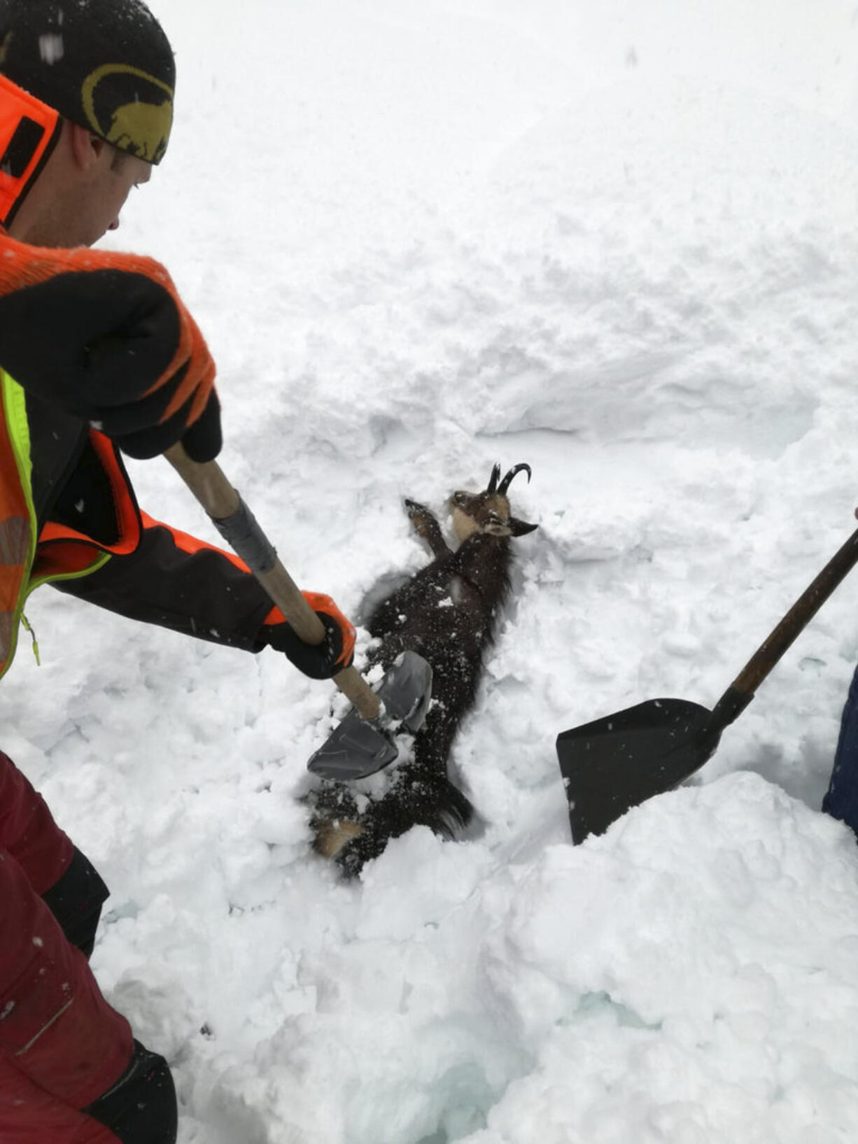 The photo provided by OEBB (Railway Austria) shows railroad employees rescuing a chamois, a type of goat-antelope, that was buried in a snowdrift at the Gesaeuse national park in central Austria, Wednesday, Jan. 9, 2019.