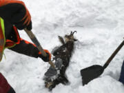 The photo provided by OEBB (Railway Austria) shows railroad employees rescuing a chamois, a type of goat-antelope, that was buried in a snowdrift at the Gesaeuse national park in central Austria, Wednesday, Jan. 9, 2019.