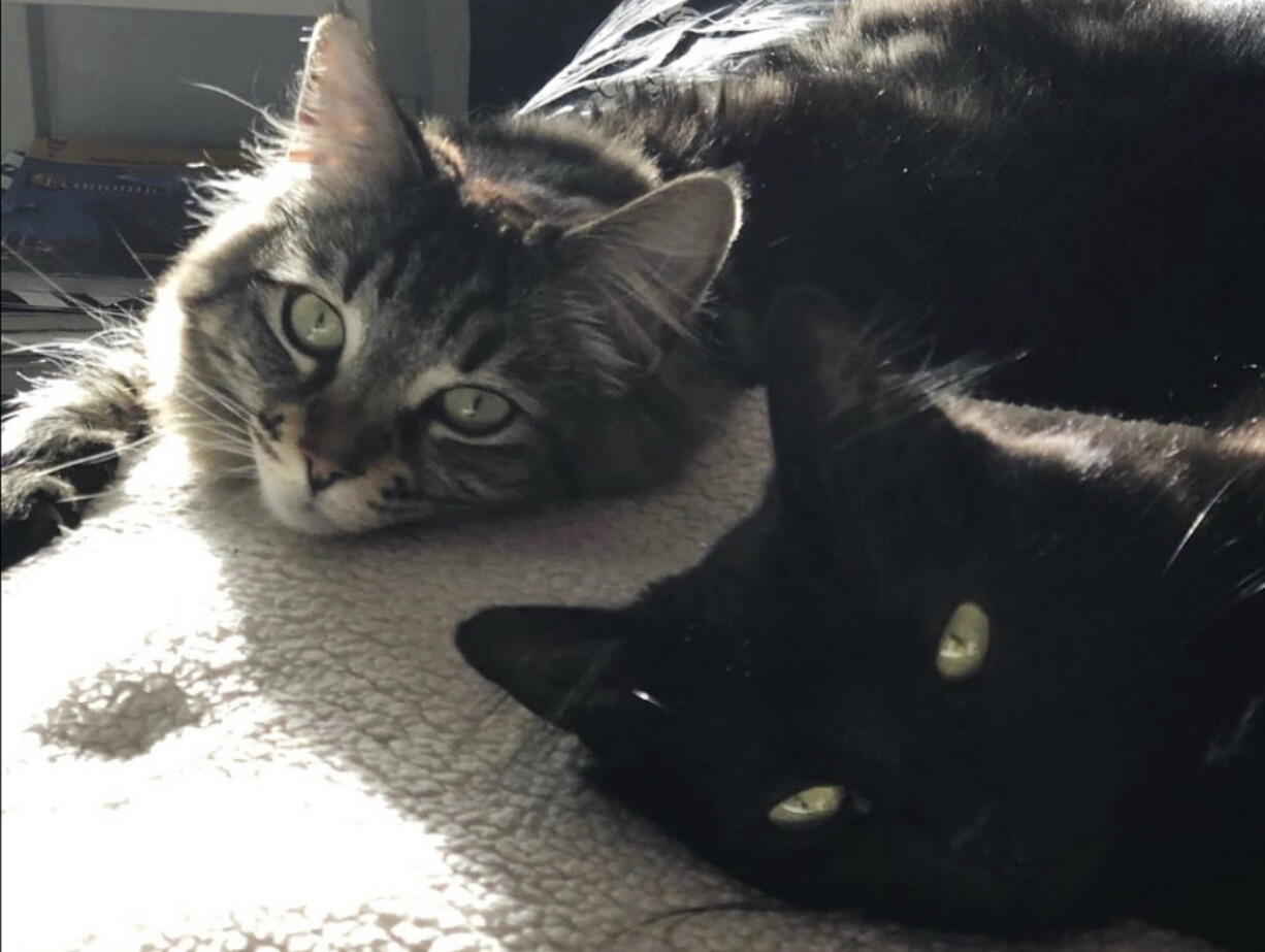 This undated photo released by David Callisch shows cats Louise, top, and Tina in San Jose, Calif. Two cats are living large at a $1,500-a-month studio apartment their owner rents for them in Silicon Valley, where a housing shortage has sent rents skyrocketing.