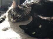 This undated photo released by David Callisch shows cats Louise, top, and Tina in San Jose, Calif. Two cats are living large at a $1,500-a-month studio apartment their owner rents for them in Silicon Valley, where a housing shortage has sent rents skyrocketing.