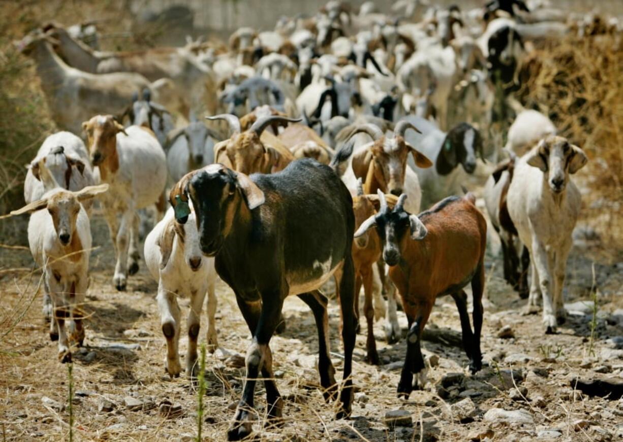 FILE - In this Aug. 16, 2005, file photo, nearly 300 goats from a ranch in southern Oregon are led up to consume as much brush as they can in Sycamore Canyon Park in the hills above Claremont, Calif. The threat of catastrophic wildfires has driven a Northern California town to launch a “Goat Fund Me” campaign to bring herds of goats to city-owned land to help clear brush. Nevada City in the Sierra Nevada began the online crowdsourcing campaign last Dec. 2018, with the goal of raising $30,000 for the project.