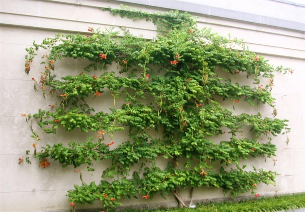 An espalier tree at Longwood Gardens in Kennett Square, Pa., shows a typical cordon design with its vertical trunk and tiers of horizontal branches. Left: A camellia tree growing alongside a house Oct. 10 near Langley, demonstrates using espalier pruning to utilize growing space near walls and fences while adding ornamental interest.