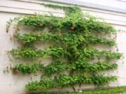 An espalier tree at Longwood Gardens in Kennett Square, Pa., shows a typical cordon design with its vertical trunk and tiers of horizontal branches. Left: A camellia tree growing alongside a house Oct. 10 near Langley, demonstrates using espalier pruning to utilize growing space near walls and fences while adding ornamental interest.