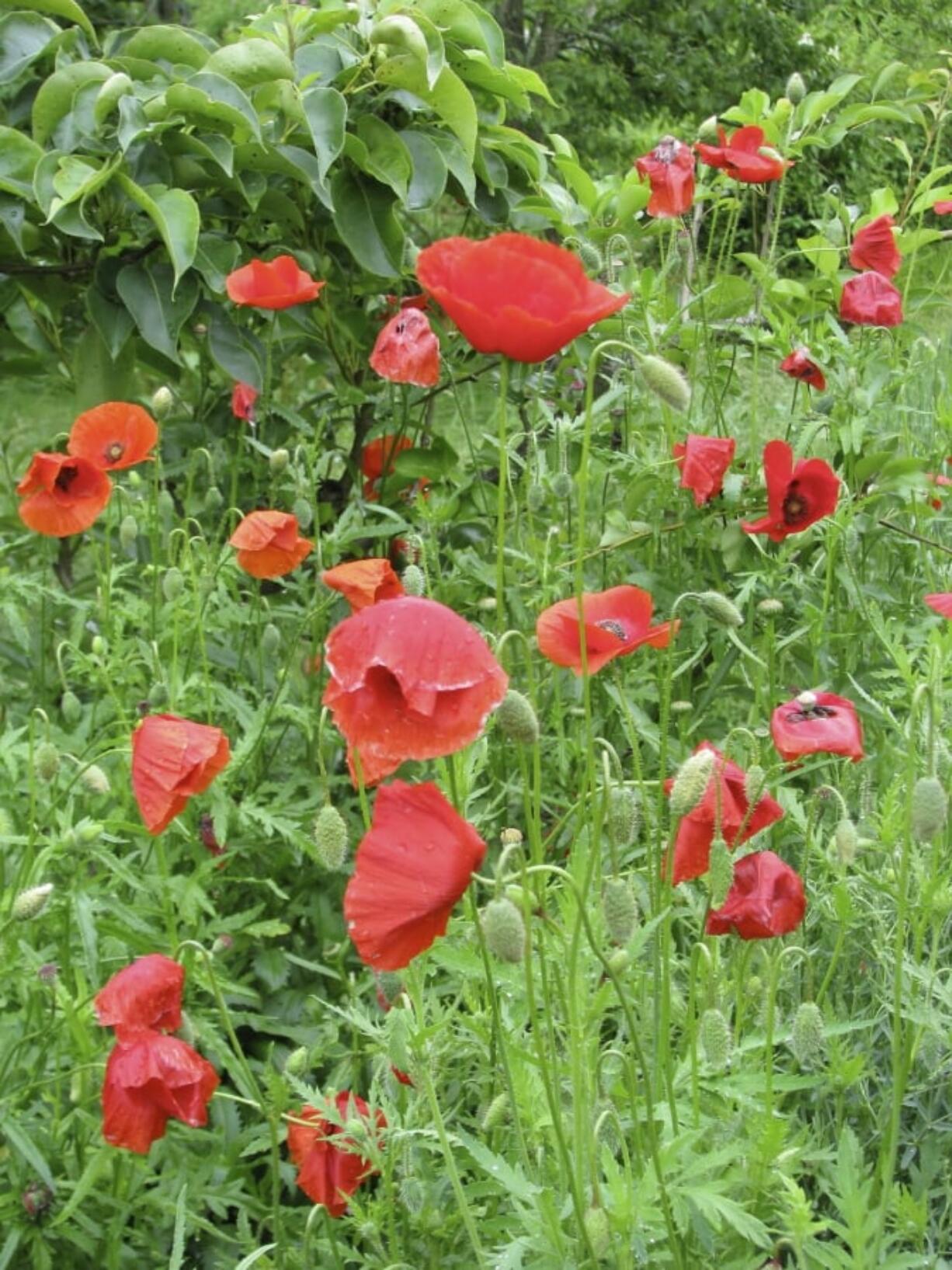 Corn poppies in New Paltz, N.Y.