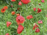 Corn poppies in New Paltz, N.Y.