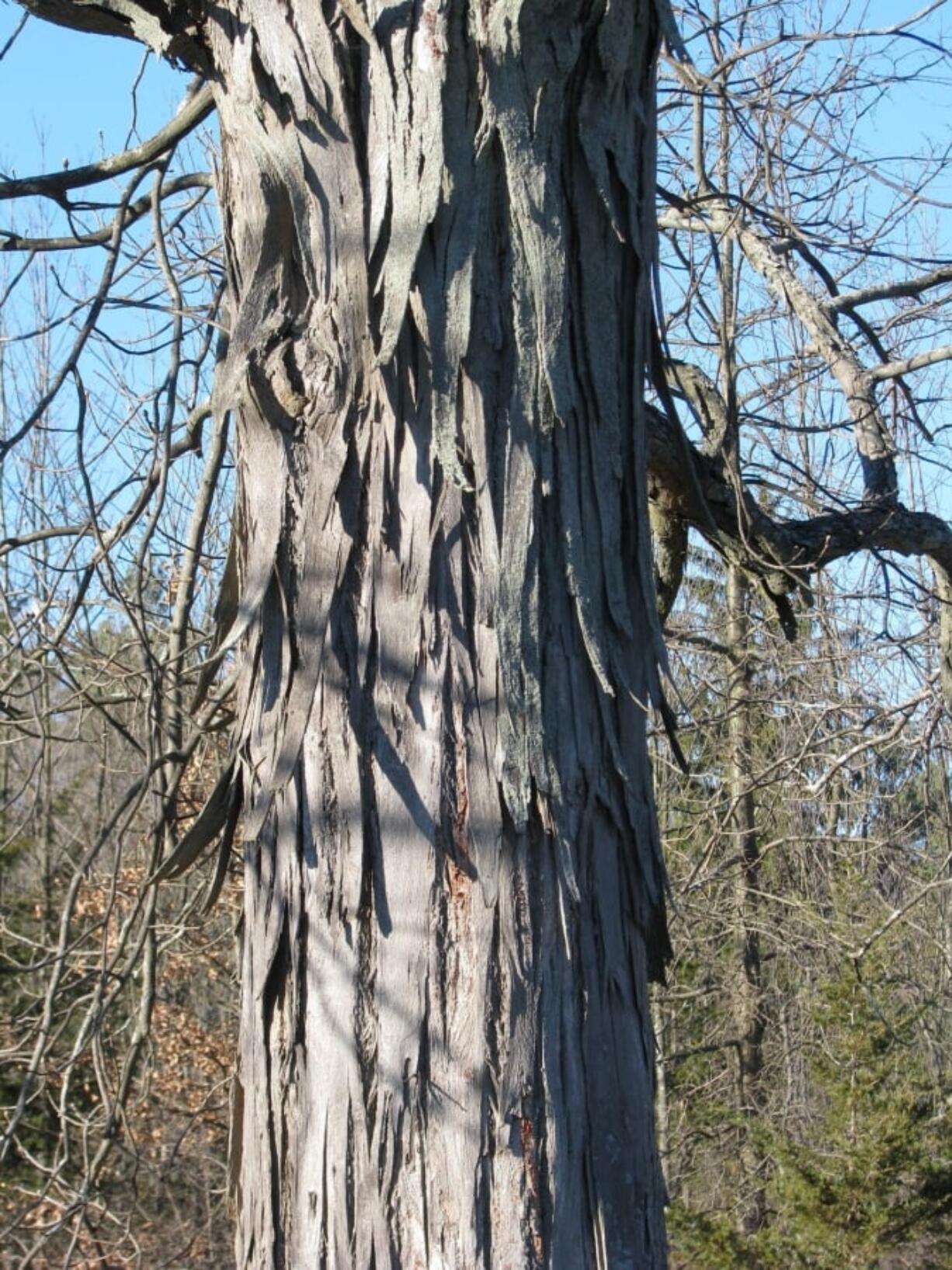 Shagbark hickory bark in New Paltz, N.Y.