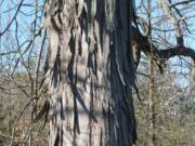 Shagbark hickory bark in New Paltz, N.Y.