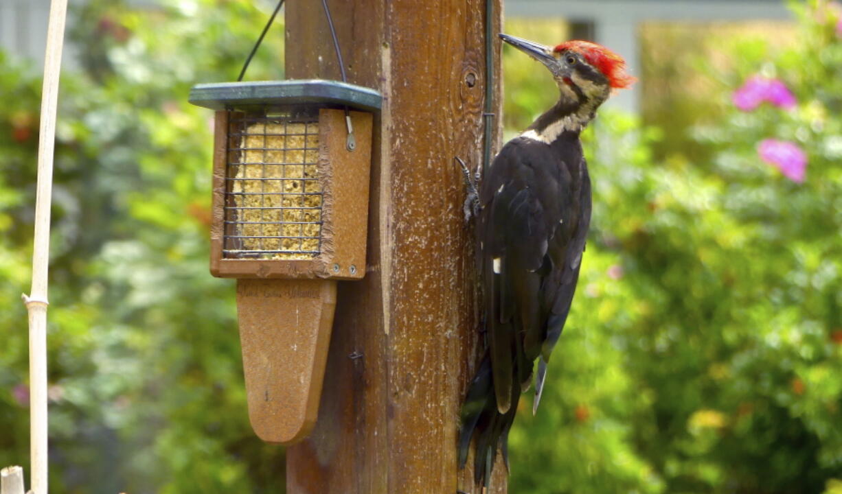 A pileated woodpecker chips away at a pergola after visiting a suet feeder designed especially for the bird’s length. Woodpeckers often poke holes in trees, posts and cedar siding in their search for insects to eat.