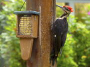 A pileated woodpecker chips away at a pergola after visiting a suet feeder designed especially for the bird’s length. Woodpeckers often poke holes in trees, posts and cedar siding in their search for insects to eat.