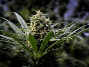 A marijuana plant at a commercial grow on May 24, 2018, in Springfield, Ore.