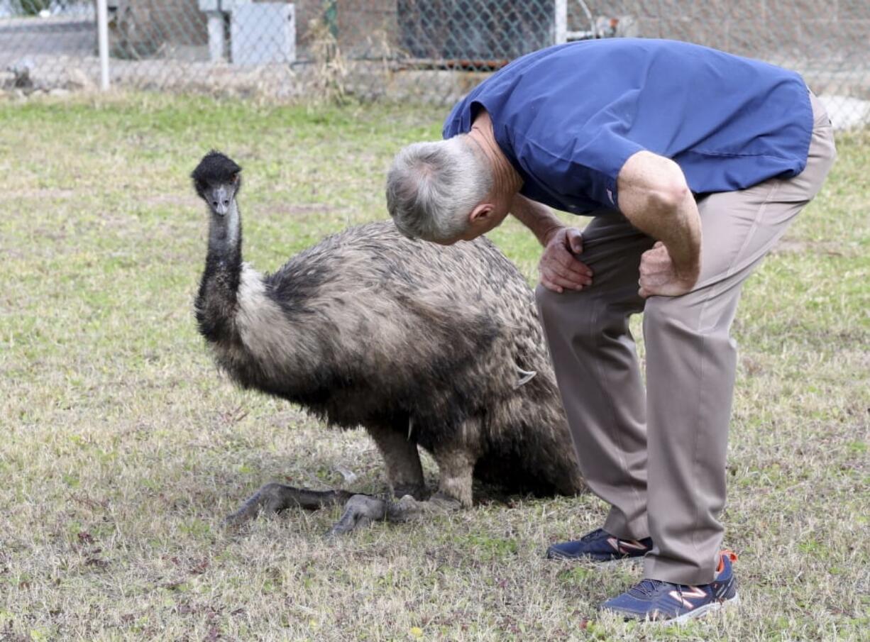 In this Tuesday, Jan. 22, 2019, photo Dr. Richard Henderson, a veterinarian with Galveston Veterinary Clinic, checks over one of two emus caught by animal control officers at Parker Elementary School in Galveston, Texas.