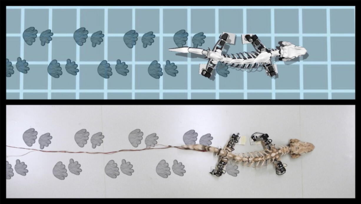 This image from video provided by John Nyakatura this month shows computer-generated and robotic simulations of an Orabates pabsti dinosaur’s footprints while walking. Nyakatura has spent years studying the four-legged plant-eater.