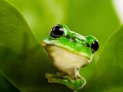 The Odin, a genetic engineering company in Oakland, Calif., uses green tree frogs in a kit it sells, Frog Genetic Engineering Kit — Learn to Genetically Modify Animals.