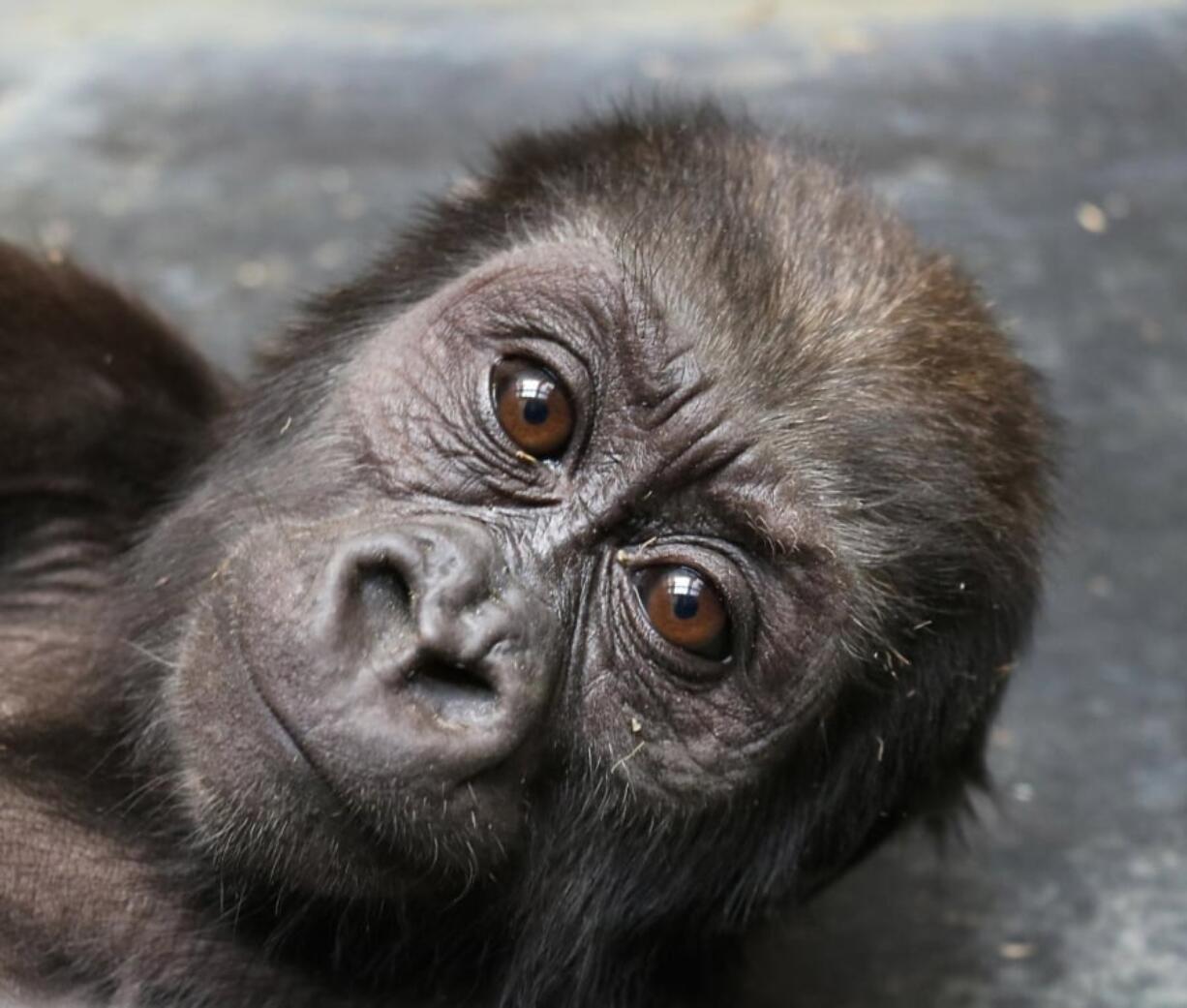 The National Zoo’s Moke, a western lowland gorilla born April 15, has fractured his femur.