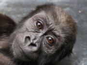 The National Zoo’s Moke, a western lowland gorilla born April 15, has fractured his femur.