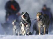 Dogs and sledders take part in the Schlittenhundernnen Yukon Quest in Fairbanks, Whitehorse, Alaska.