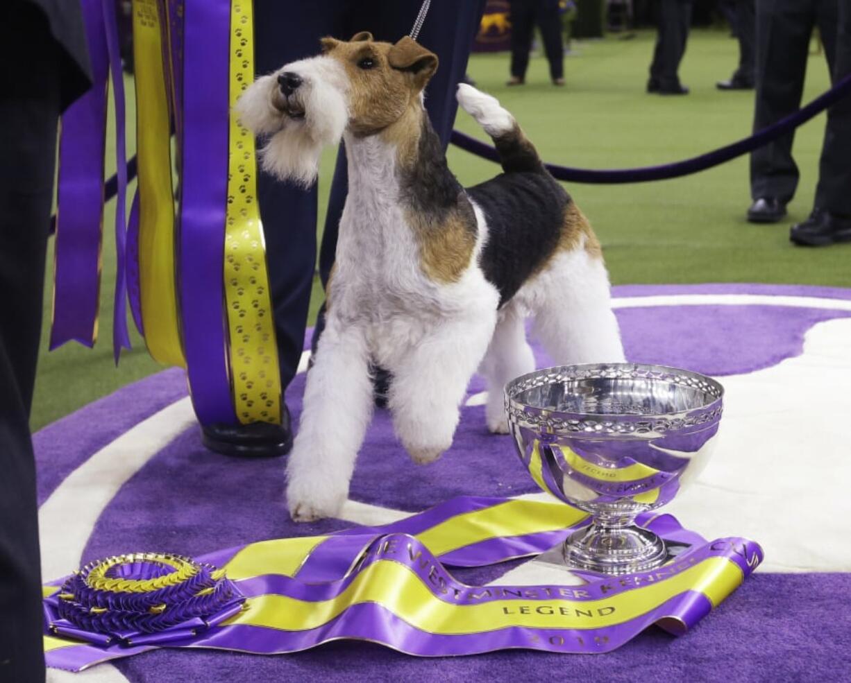 King, a wire fox terrier, poses for photographs after winning Best in Show at the 143rd Westminster Kennel Club Dog Show on Tuesdayin New York.