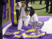 King, a wire fox terrier, poses for photographs after winning Best in Show at the 143rd Westminster Kennel Club Dog Show on Tuesdayin New York.