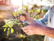 Pruning an apple tree annually helps maintain the best health and fruit production.