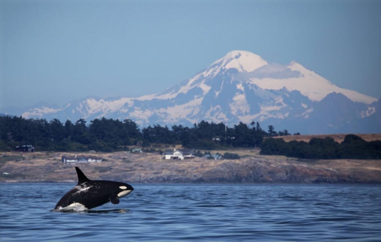 A southern resident killer whale breaches in Haro Strait just off San Juan Island’s west side with Mount Baker in the backround.