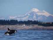 A southern resident killer whale breaches in Haro Strait just off San Juan Island’s west side with Mount Baker in the backround.