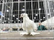 A white frillback pigeon at the National Pigeon Association show in Myrtle Beach, S.C.