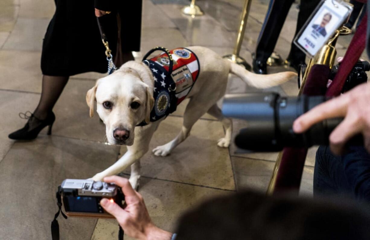 Sully, a yellow Labrador retriever service dog who worked with former President George H.W. Bush, accompanies a group of mourners in the Capitol rotunda on Dec. 4, 2018.