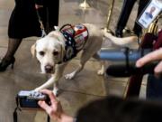 Sully, a yellow Labrador retriever service dog who worked with former President George H.W. Bush, accompanies a group of mourners in the Capitol rotunda on Dec. 4, 2018.