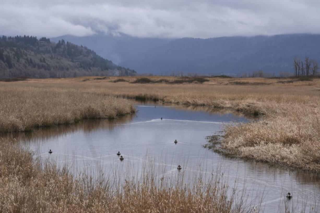 Ducks swim through a body of water at Steigerwald Lake National Wildlife Refuge in Washougal. A mix of private groups and state, federal and local agencies hope to reconnect Gibbons Creek, which runs through the refuge, to the Columbia River, turning roughly 960 acres at the site back to a floodplain. Below: A deer looks up from grazing at Steigerwald Lake National Wildlife Refuge.