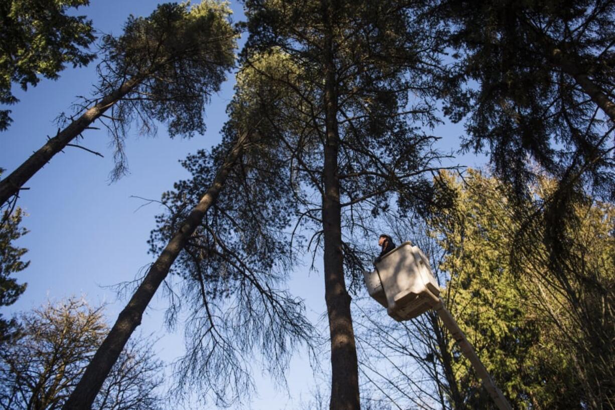 Richard Crumley, a crew leader with Cascade Tree Works LLC, cuts away dead branches above a driveway along South East Evergreen one morning last month. Greg Richardson, the business owner, said while that day’s work was largely cosmetic, a huge share of his projects are addressing tree damage stemming from lack of water and drought.