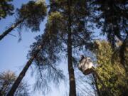 Richard Crumley, a crew leader with Cascade Tree Works LLC, cuts away dead branches above a driveway along South East Evergreen one morning last month. Greg Richardson, the business owner, said while that day’s work was largely cosmetic, a huge share of his projects are addressing tree damage stemming from lack of water and drought.