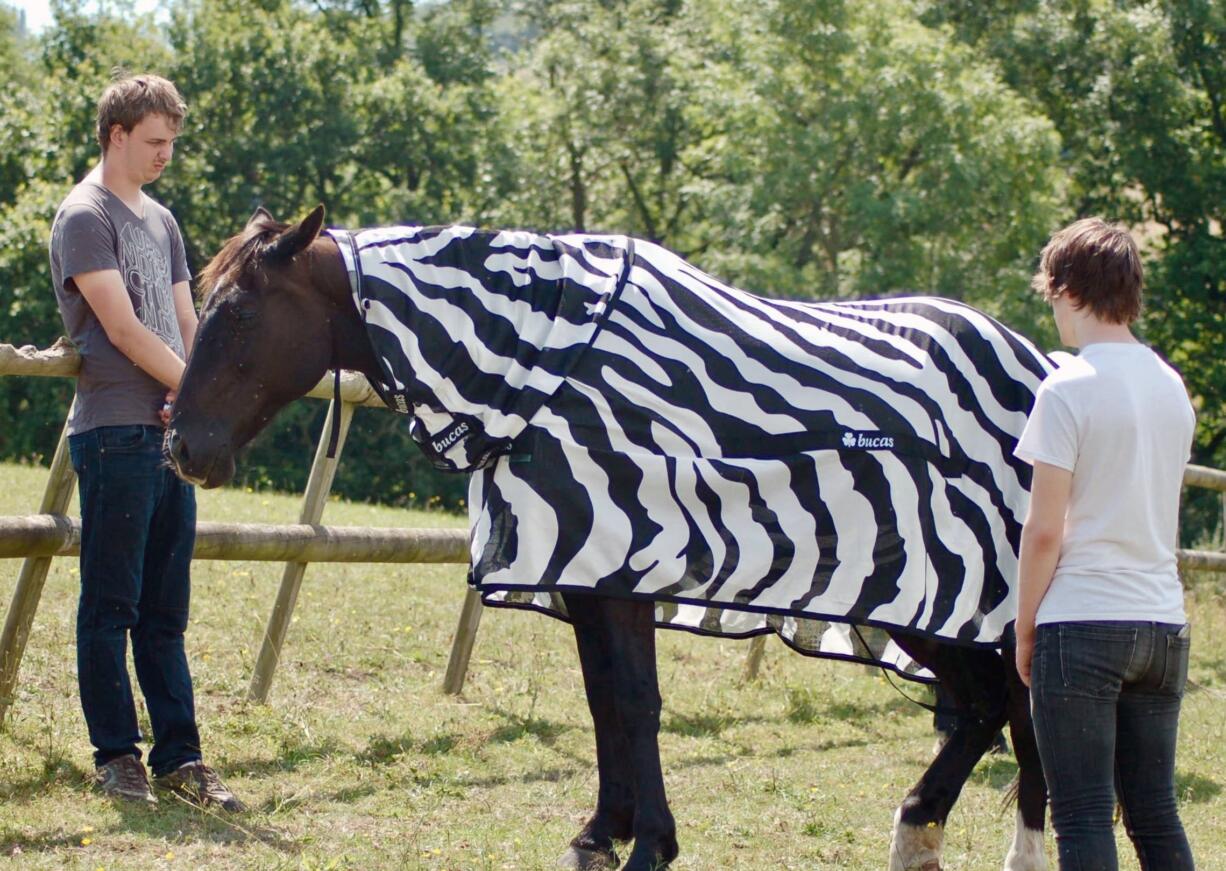 In this undated photo issued by University of Bristol, England, showing a horse wearing a zebra striped coat.  Scientists from the University of Bristol and the University of California at Davis, dressed horses in black-and-white Zebra type striped coats for part of their research, offering evidence that zebra stripes provide protection from blood-sucking insects that spread diseases.