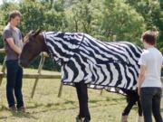 In this undated photo issued by University of Bristol, England, showing a horse wearing a zebra striped coat.  Scientists from the University of Bristol and the University of California at Davis, dressed horses in black-and-white Zebra type striped coats for part of their research, offering evidence that zebra stripes provide protection from blood-sucking insects that spread diseases.