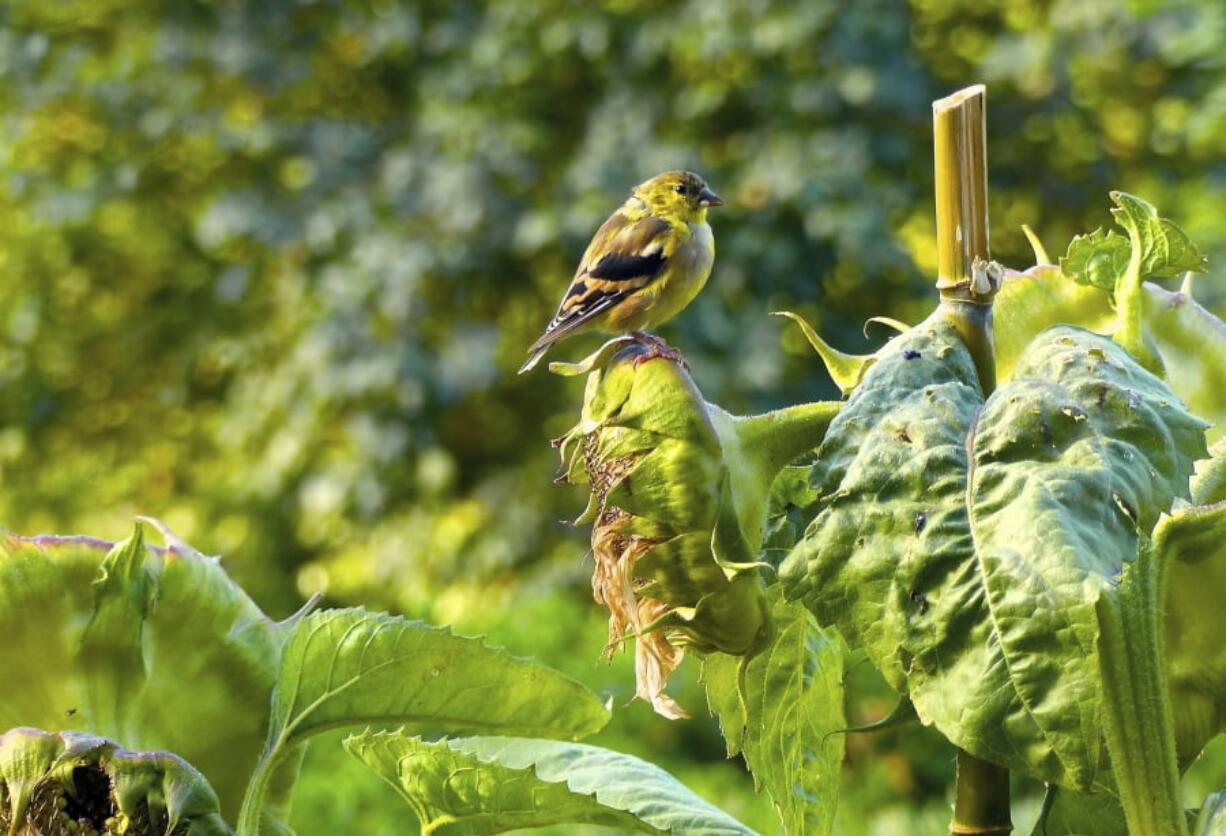 This Aug. 16, 2015 photo taken near Langley, Wash., shows a Goldfinch perched on a seed-filled sunflower head just a few feet from a window bird feeder. Birds are more likely to come to bird feeders if there is some cover nearby. They’ll be able to dodge back into the safety of the plants if predators show up.