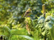 This Aug. 16, 2015 photo taken near Langley, Wash., shows a Goldfinch perched on a seed-filled sunflower head just a few feet from a window bird feeder. Birds are more likely to come to bird feeders if there is some cover nearby. They’ll be able to dodge back into the safety of the plants if predators show up.