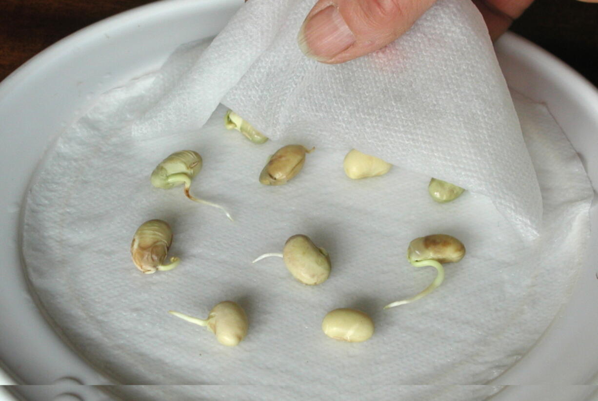 Seed testing, which involves sprouting about 20 seeds, is a good way to know whether a packet of seeds is worth reusing this coming growing season.