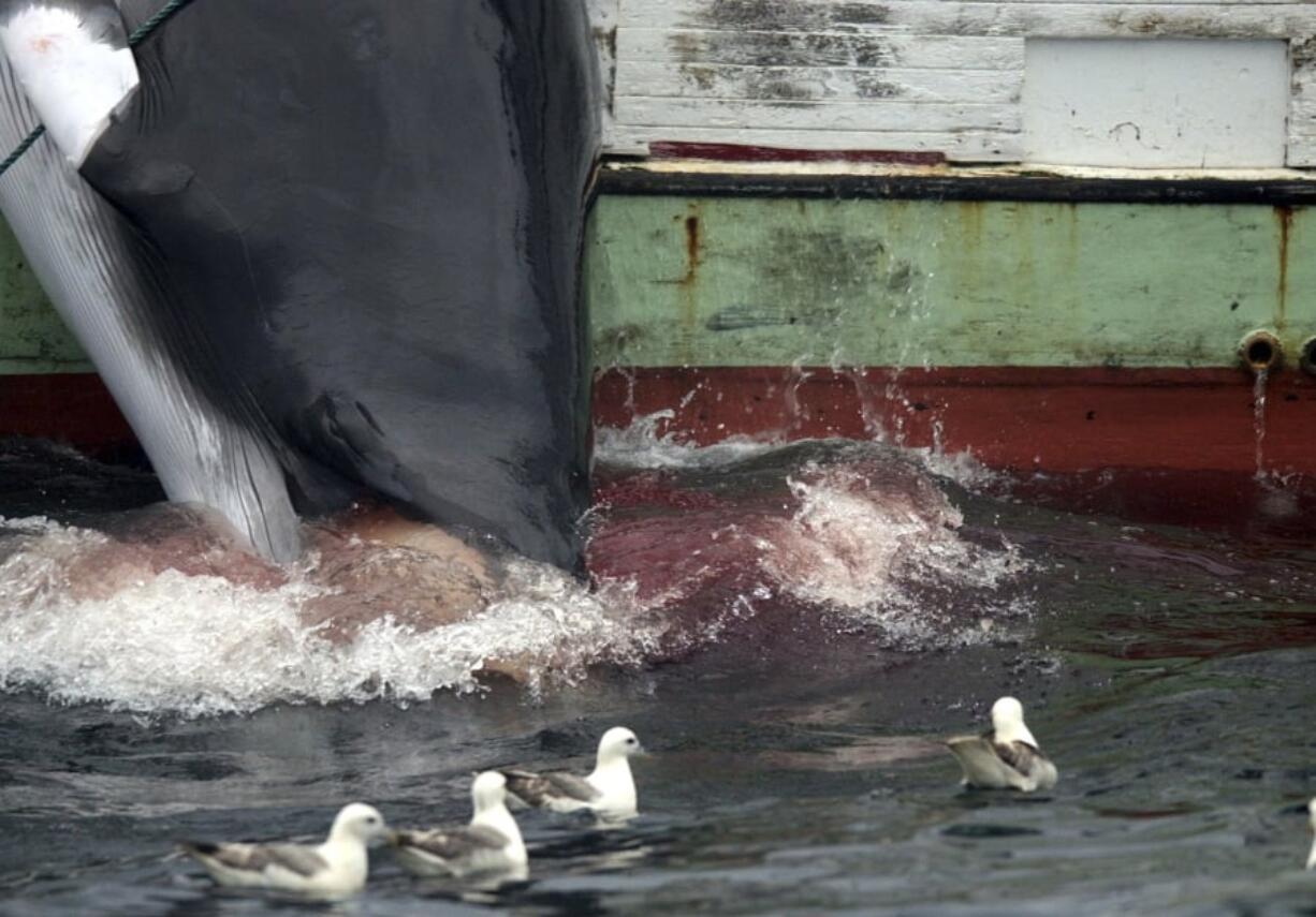 FILE - In this file photo dated Saturday Aug. 23, 2003, Seagulls mill around in search of food as a whale is hauled onto a fishing boat after it was killed in the Atlantic Ocean off the west coast of Iceland. Iceland’s whaling industry will be allowed to hunt up to 2,130 whales over the next five years, it is revealed Saturday Feb. 23, 2019, under a new rule issued by the Nordic nation’s government.