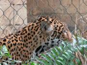 Valerio, a 3-year-old jaguar, explores his revamped and reinforced habitat at the Audubon Zoo in New Orleans on Tuesday, Feb. 5, 2019. Tuesday was the first time Valerio has been out in public view since July 15, when he escaped before zookeepers arrived. The adolescent jaguar killed nine animals before he was tranquilized and recaptured.