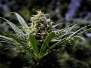 A marijuana plant is seen May 24 at a commercial grow in Springfield, Ore.