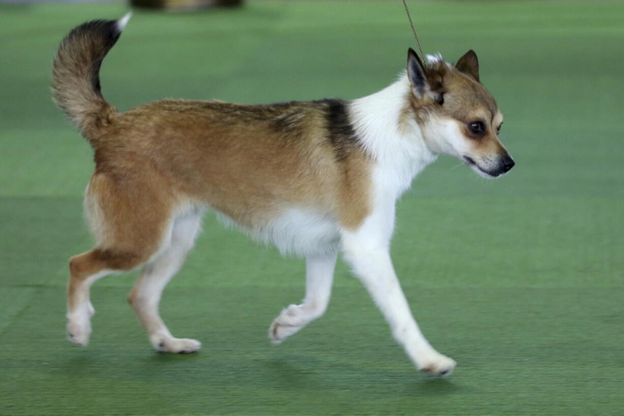 Pikku, a Norwegian lundehund breed, competes in the Best of Breed event at the Westminster Kennel Club dog show on Monday in New York.