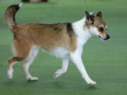 Pikku, a Norwegian lundehund breed, competes in the Best of Breed event at the Westminster Kennel Club dog show on Monday in New York.