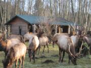 Elk graze at the Eco Resort near Toutle during better years before the outbreak of Treponeme-Associated Hoof Disease decimated the herd. The Toutle River Valley is ground zero for an outbreak that has spread across much of Washington, and been detected in Oregon and Idaho.