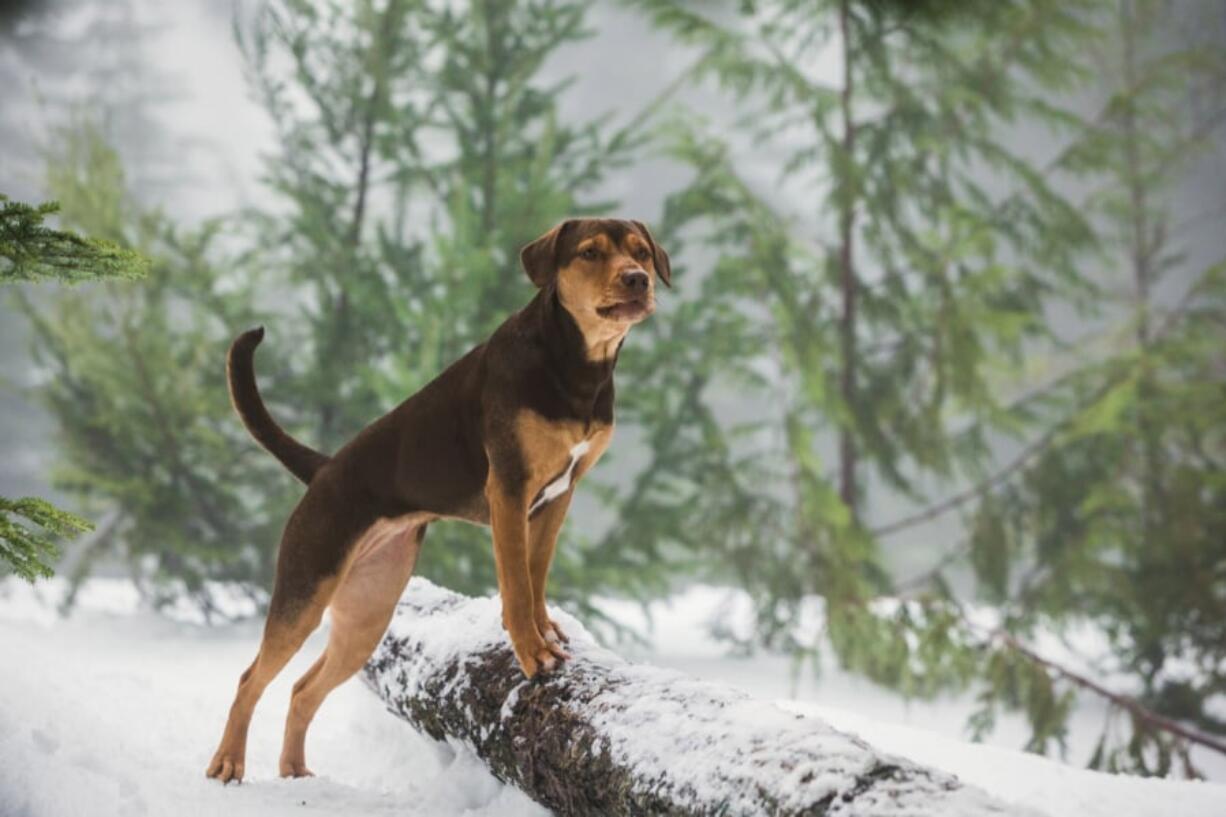 In the movie “A Dog’s Way Home,” former Tennessee shelter dog Shelby portrays Bella, a pet who embarks on a long journey in search of her owner.