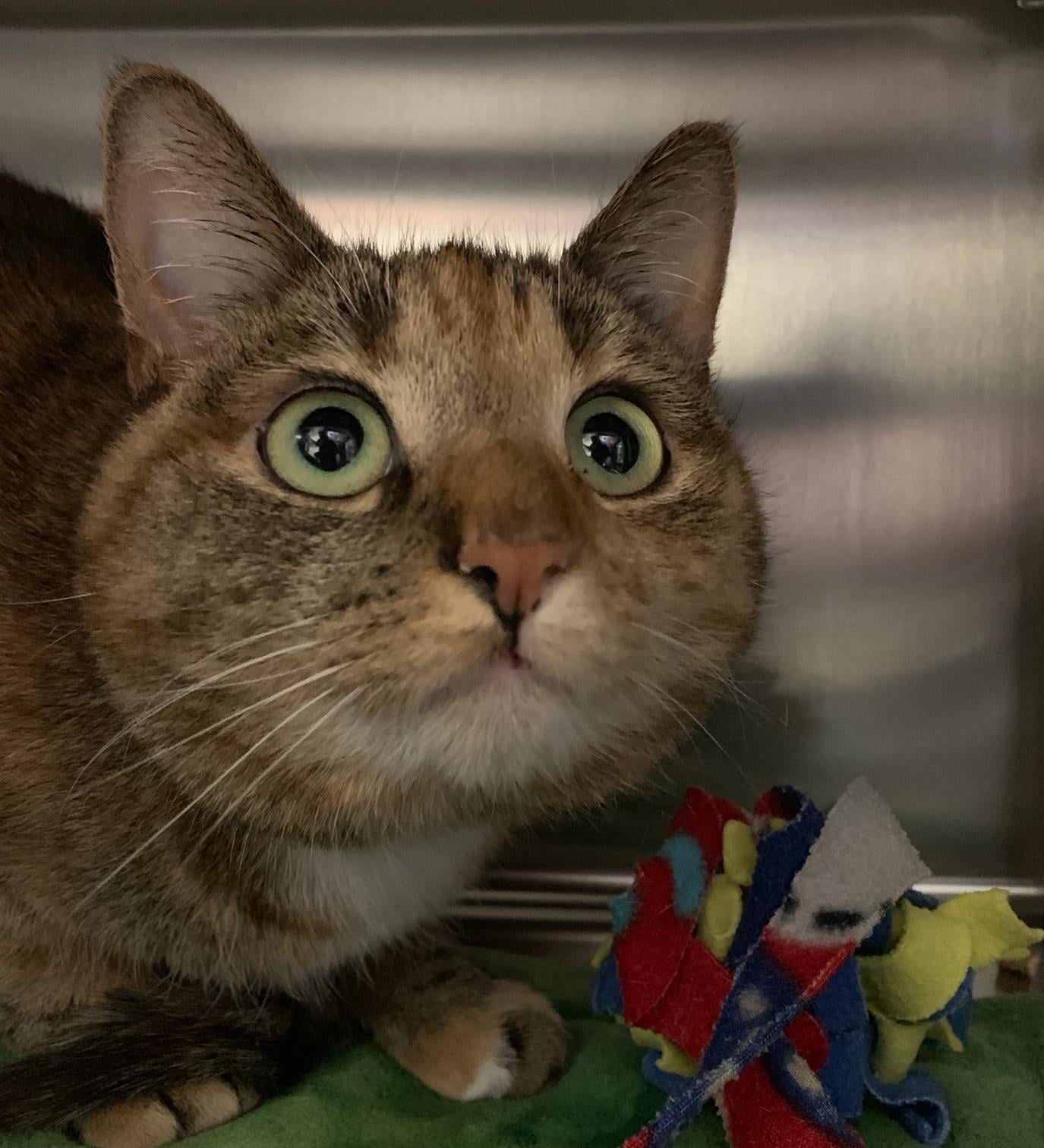 Meet Sage! Sage came to us when her previous owner could no longer care for her. She’s a sweet cat that would do well in just about any home. If you’re ready to meet Sage, let an adoptions counselor know today!