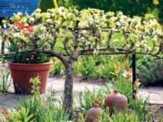 Espalier fruit tree Contributed by Allen Wilson