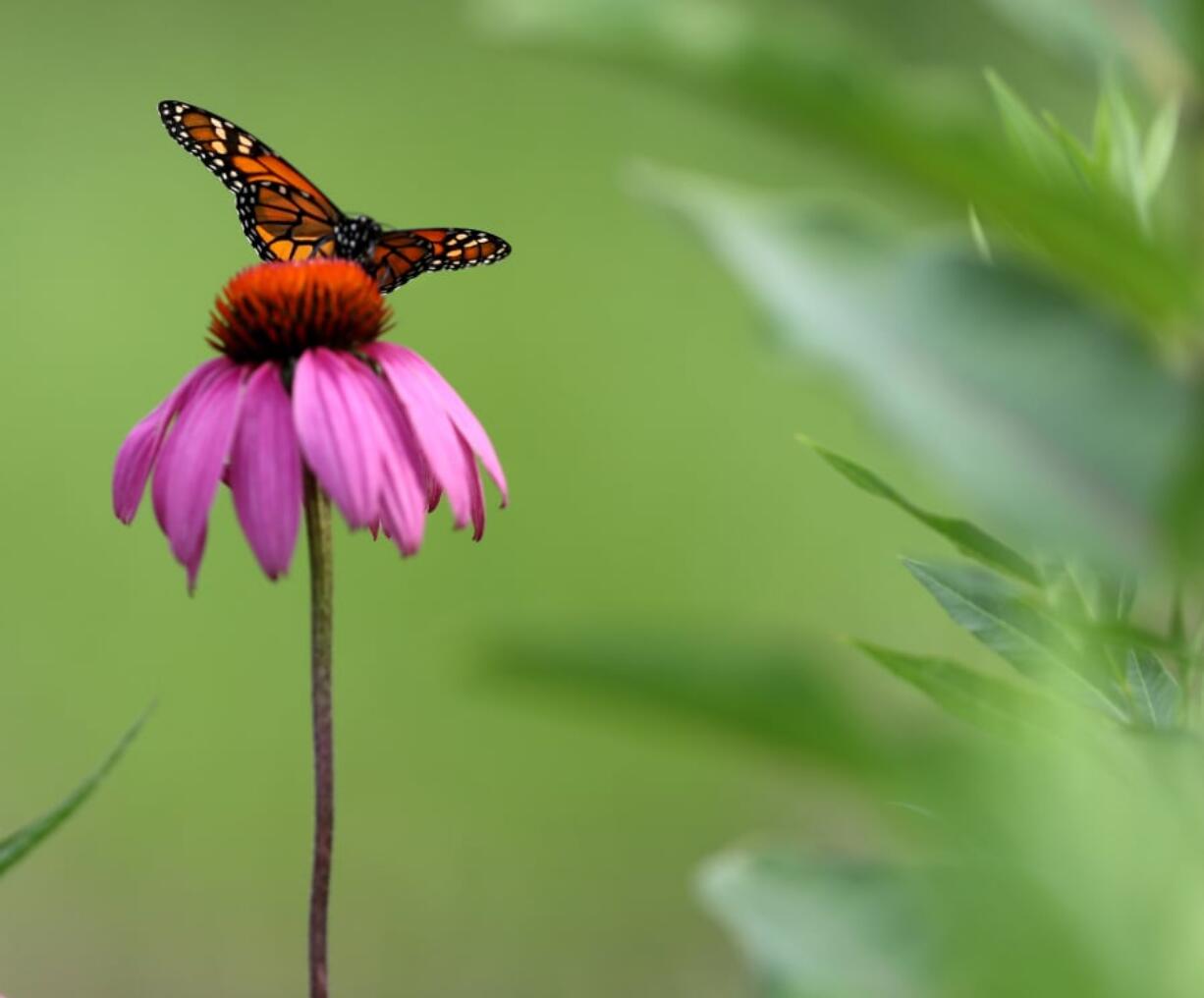 A monarch butterfly sits on a purple coneflower in Millennium Park’s Lurie Garden in Chicago.