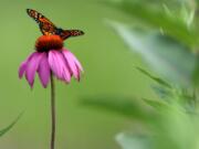 A monarch butterfly sits on a purple coneflower in Millennium Park’s Lurie Garden in Chicago.