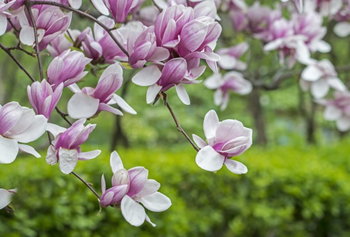 A beautiful saucer magnolia in full bloom.