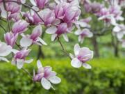 A beautiful saucer magnolia in full bloom.